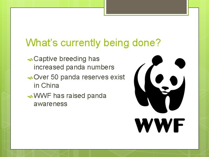 What’s currently being done? Captive breeding has increased panda numbers Over 50 panda reserves