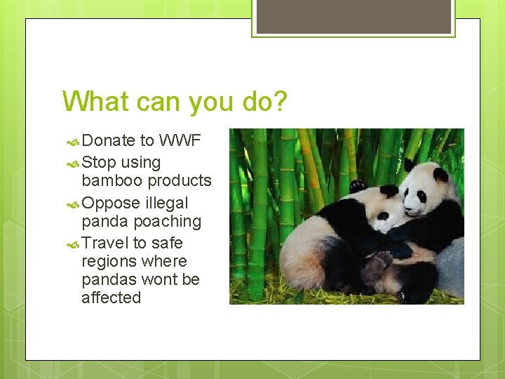 What can you do? Donate to WWF Stop using bamboo products Oppose illegal panda