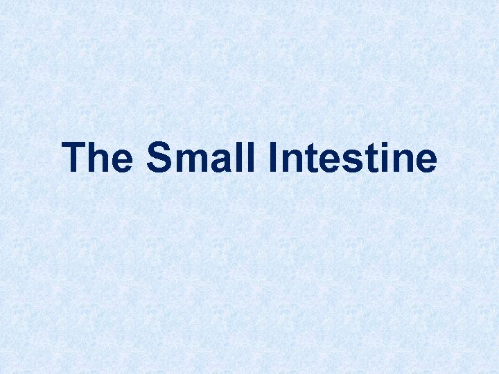 The Small Intestine 