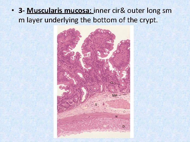  • 3 - Muscularis mucosa: inner cir& outer long sm m layer underlying