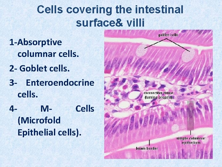 Cells covering the intestinal surface& villi 1 -Absorptive columnar cells. 2 - Goblet cells.