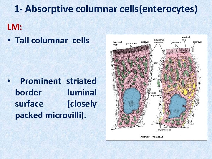 1 - Absorptive columnar cells(enterocytes) LM: • Tall columnar cells • Prominent striated border