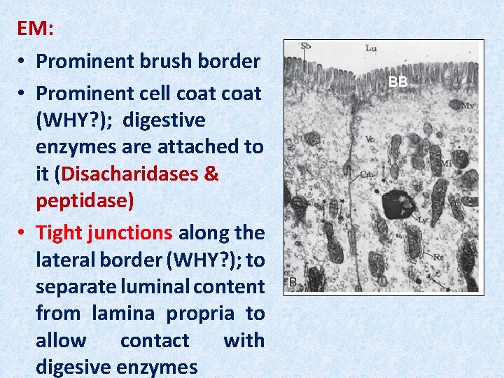 EM: • Prominent brush border • Prominent cell coat (WHY? ); digestive enzymes are