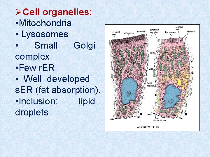ØCell organelles: • Mitochondria • Lysosomes • Small Golgi complex • Few r. ER