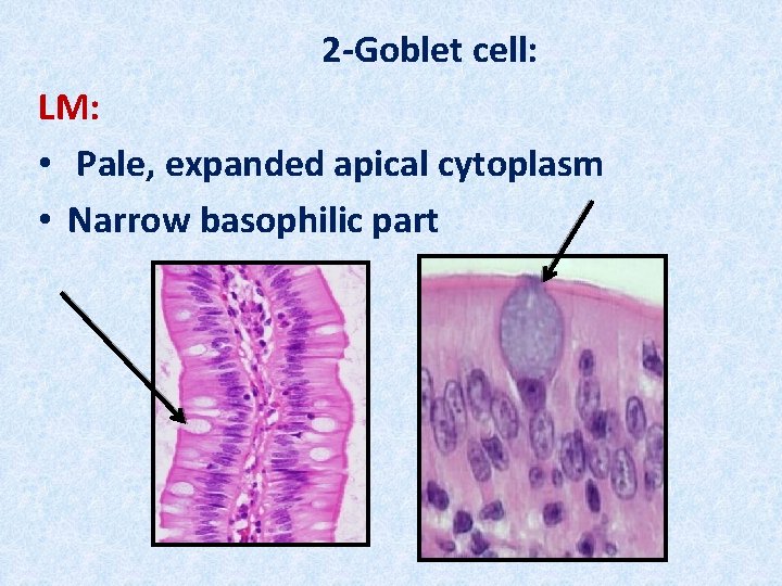 2 -Goblet cell: LM: • Pale, expanded apical cytoplasm • Narrow basophilic part 