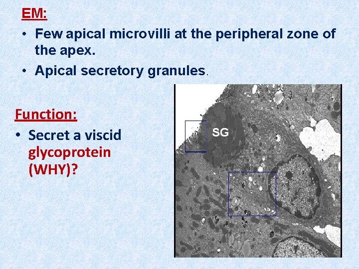 EM: • Few apical microvilli at the peripheral zone of the apex. • Apical