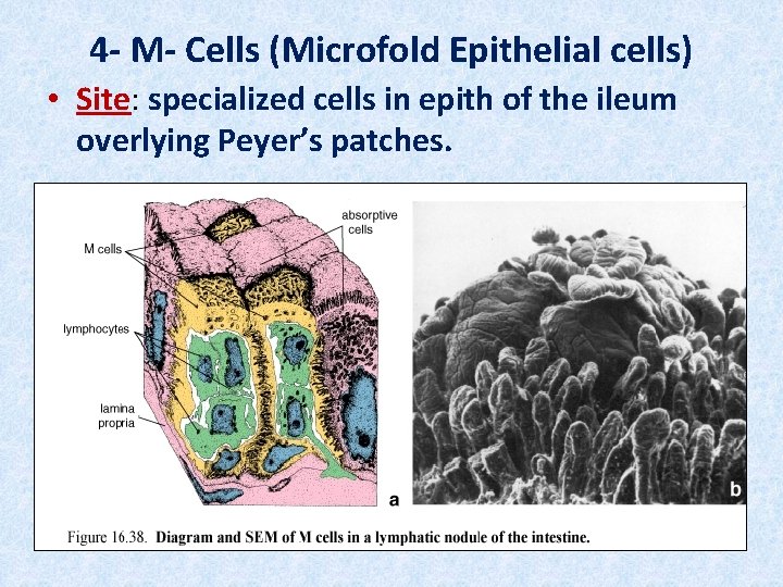 4 - M- Cells (Microfold Epithelial cells) • Site: specialized cells in epith of