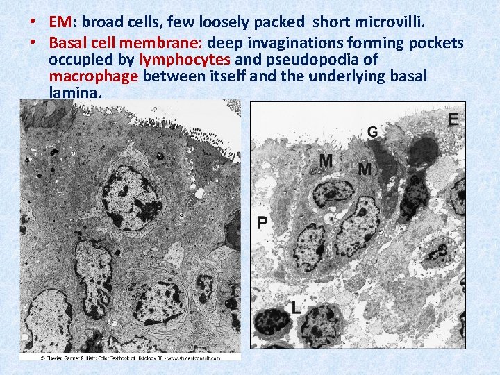  • EM: broad cells, few loosely packed short microvilli. • Basal cell membrane: