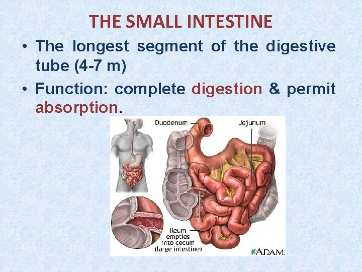 THE SMALL INTESTINE • The longest segment of the digestive tube (4 -7 m)