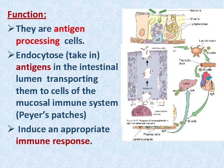 Function: Ø They are antigen processing cells. Ø Endocytose (take in) antigens in the