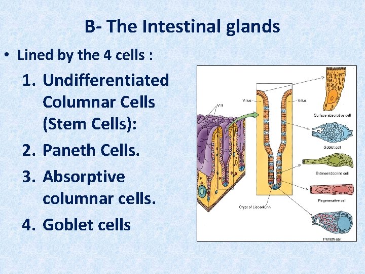 B- The Intestinal glands • Lined by the 4 cells : 1. Undifferentiated Columnar