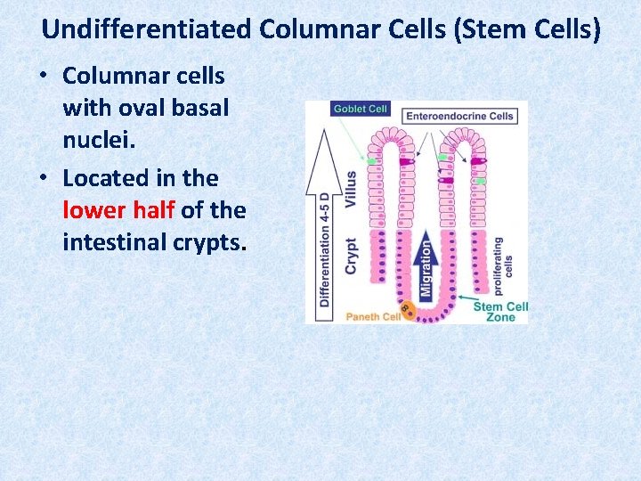 Undifferentiated Columnar Cells (Stem Cells) • Columnar cells with oval basal nuclei. • Located