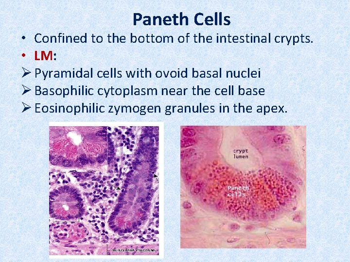 Paneth Cells • Confined to the bottom of the intestinal crypts. • LM: Ø