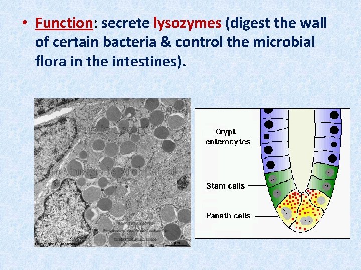  • Function: secrete lysozymes (digest the wall of certain bacteria & control the