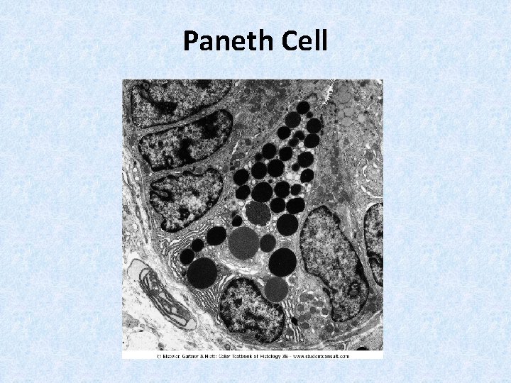 Paneth Cell 