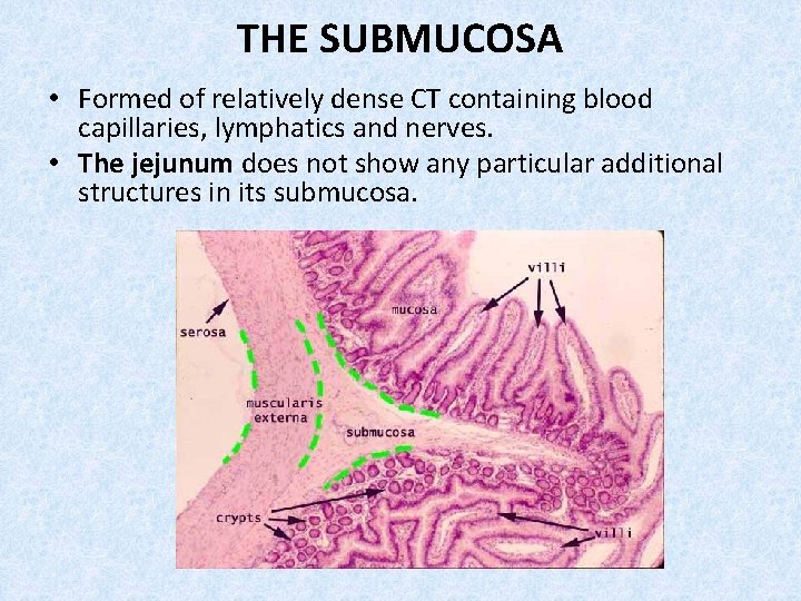 THE SUBMUCOSA • Formed of relatively dense CT containing blood capillaries, lymphatics and nerves.