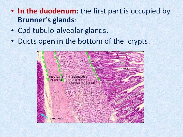  • In the duodenum: the first part is occupied by Brunner’s glands: •