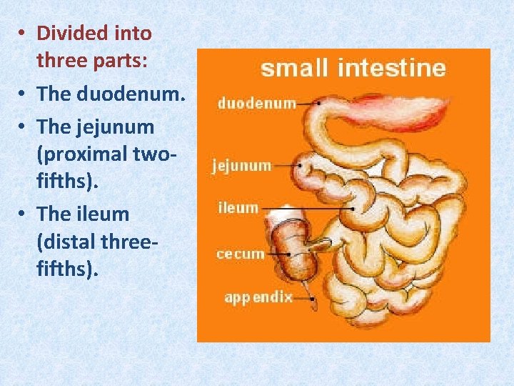  • Divided into three parts: • The duodenum. • The jejunum (proximal twofifths).