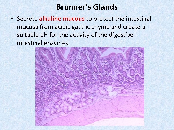 Brunner’s Glands • Secrete alkaline mucous to protect the intestinal mucosa from acidic gastric