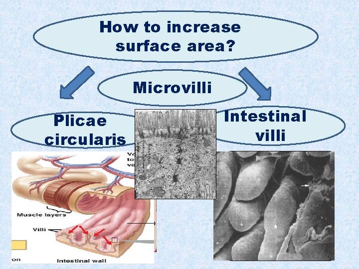 How to increase surface area? Microvilli Plicae circularis Intestinal villi 