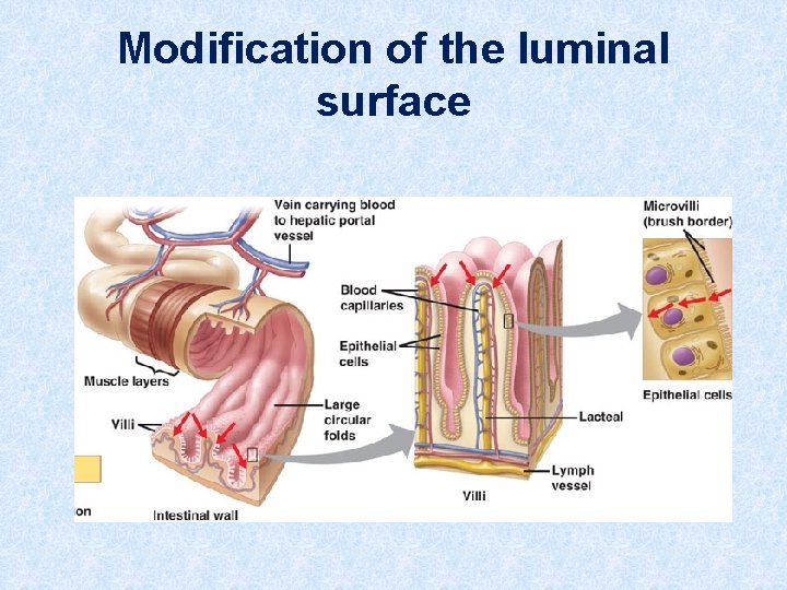 Modification of the luminal surface 