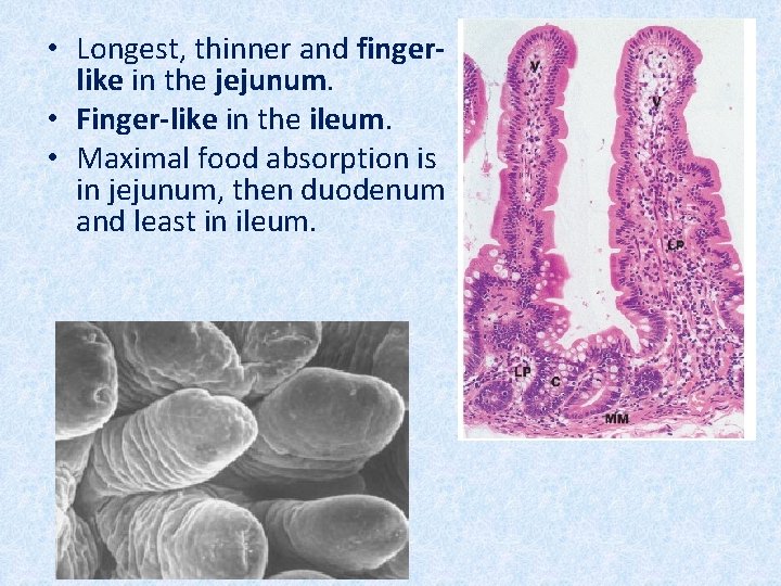 • Longest, thinner and fingerlike in the jejunum. • Finger-like in the ileum.