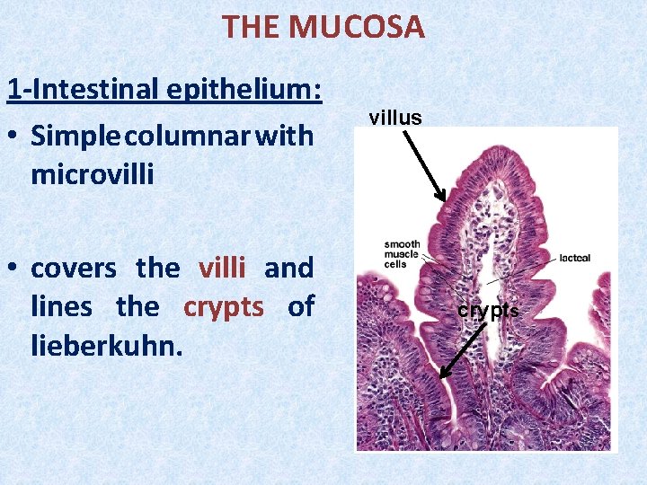 THE MUCOSA 1 -Intestinal epithelium: • Simple columnar with microvilli • covers the villi