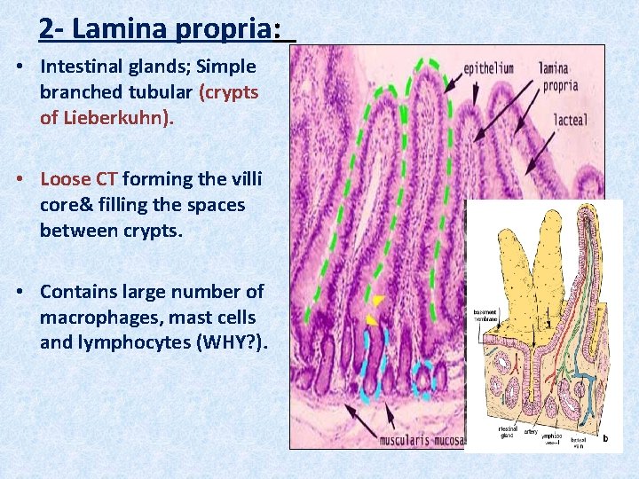 2 - Lamina propria: • Intestinal glands; Simple branched tubular (crypts of Lieberkuhn). •