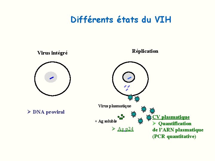 Différents états du VIH Réplication Virus intégré Virus plasmatique Ø DNA proviral + Ag