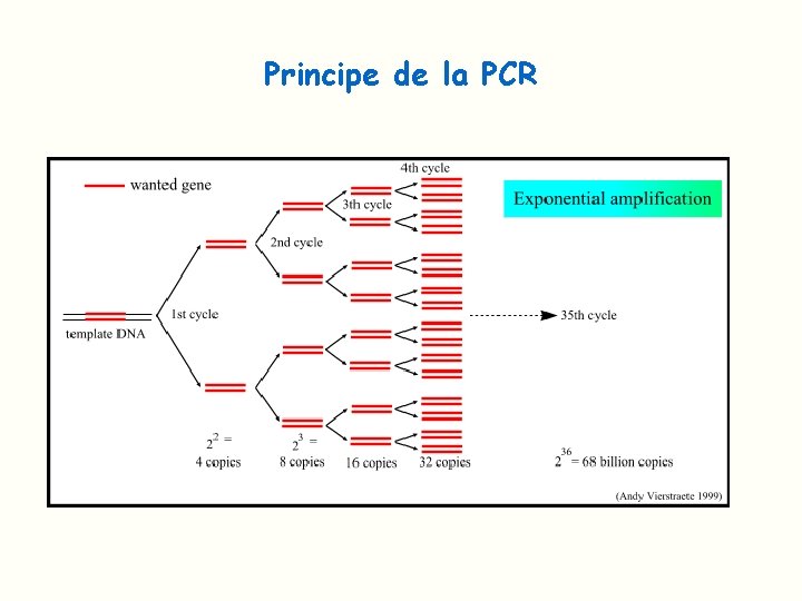 Principe de la PCR 