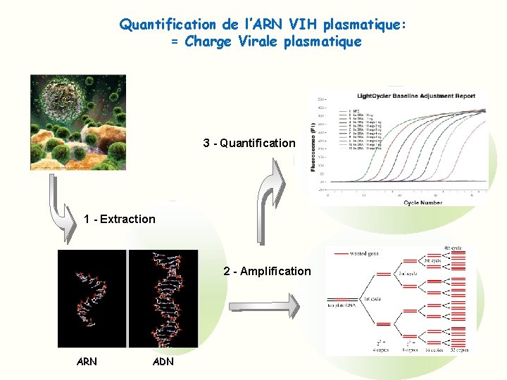 Quantification de l’ARN VIH plasmatique: = Charge Virale plasmatique 3 - Quantification 1 -