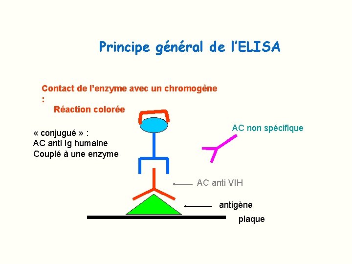 Principe général de l’ELISA Contact de l’enzyme avec un chromogène : Réaction colorée «