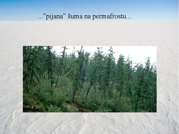 . . . ”pijana” šuma na permafrostu. . . 