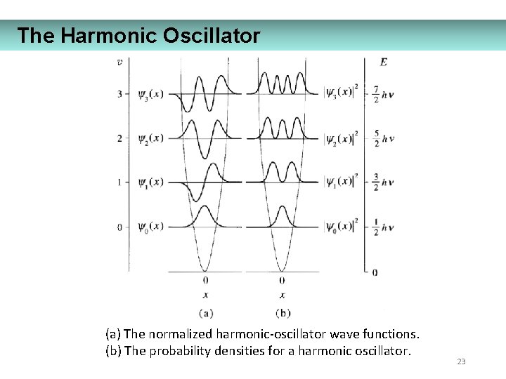 The Harmonic Oscillator (a) The normalized harmonic-oscillator wave functions. (b) The probability densities for