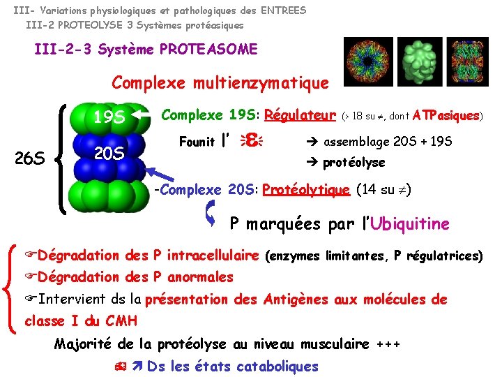 III- Variations physiologiques et pathologiques des ENTREES III-2 PROTEOLYSE 3 Systèmes protéasiques III-2 -3