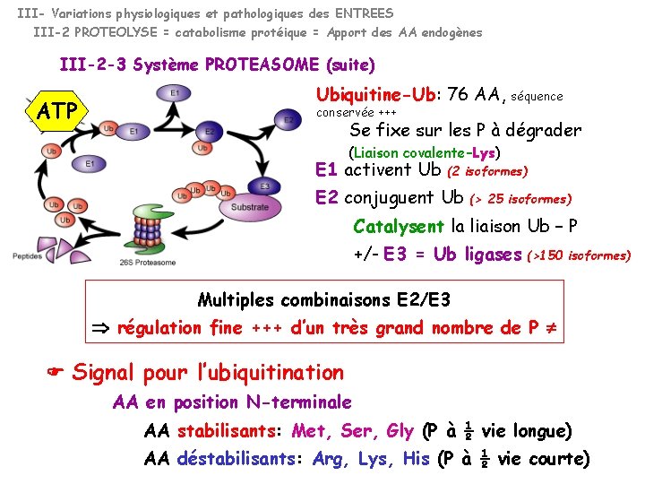 III- Variations physiologiques et pathologiques des ENTREES III-2 PROTEOLYSE = catabolisme protéique = Apport