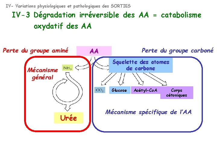 IV- Variations physiologiques et pathologiques des SORTIES IV-3 Dégradation irréversible des AA = catabolisme