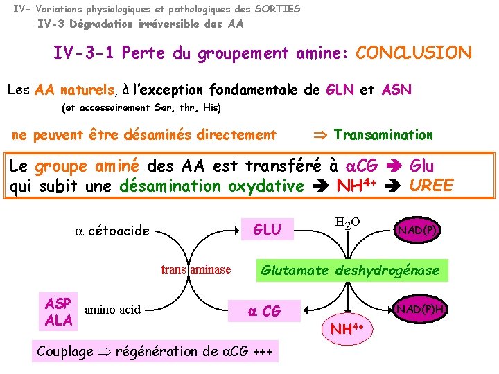 IV- Variations physiologiques et pathologiques des SORTIES IV-3 Dégradation irréversible des AA IV-3 -1