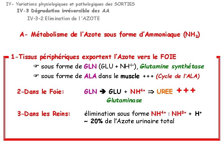 IV- Variations physiologiques et pathologiques des SORTIES IV-3 Dégradation irréversible des AA IV-3 -2