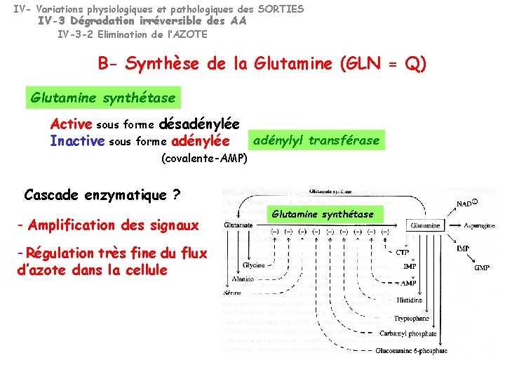 IV- Variations physiologiques et pathologiques des SORTIES IV-3 Dégradation irréversible des AA IV-3 -2