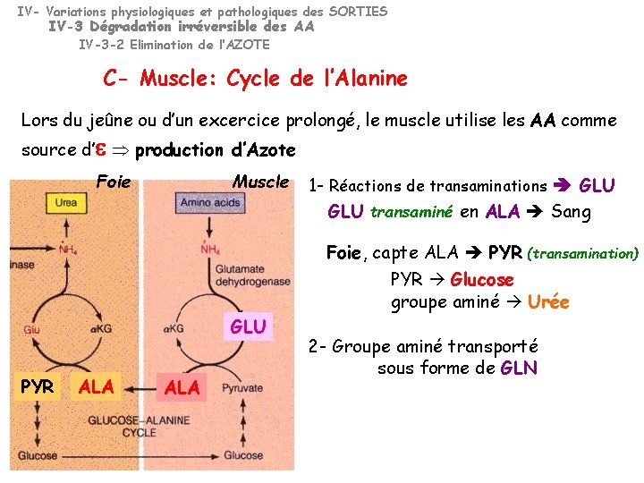 IV- Variations physiologiques et pathologiques des SORTIES IV-3 Dégradation irréversible des AA IV-3 -2