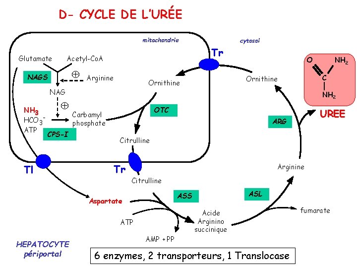 D- CYCLE DE L’URÉE mitochondrie Glutamate Tr Acetyl-Co. A NAGS Arginine CPS-I Tl NH