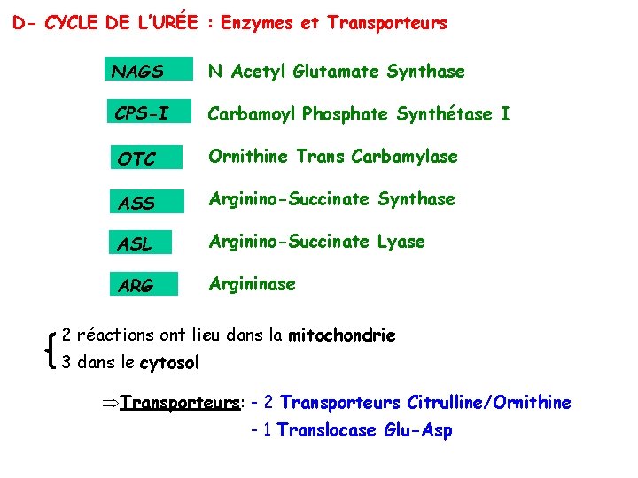 D- CYCLE DE L’URÉE : Enzymes et Transporteurs NAGS N Acetyl Glutamate Synthase CPS-I