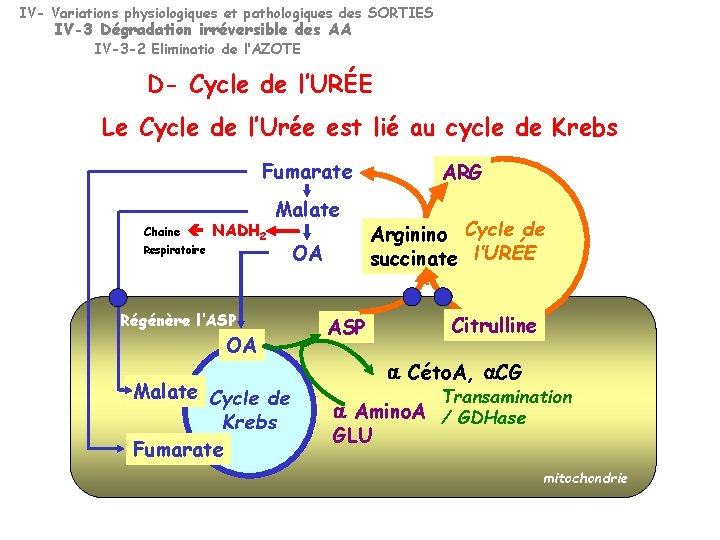 IV- Variations physiologiques et pathologiques des SORTIES IV-3 Dégradation irréversible des AA IV-3 -2