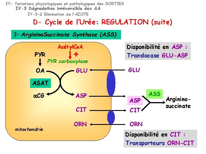 IV- Variations physiologiques et pathologiques des SORTIES IV-3 Dégradation irréversible des AA IV-3 -2