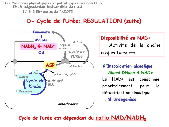 IV- Variations physiologiques et pathologiques des SORTIES IV-3 Dégradation irréversible des AA IV-3 -2