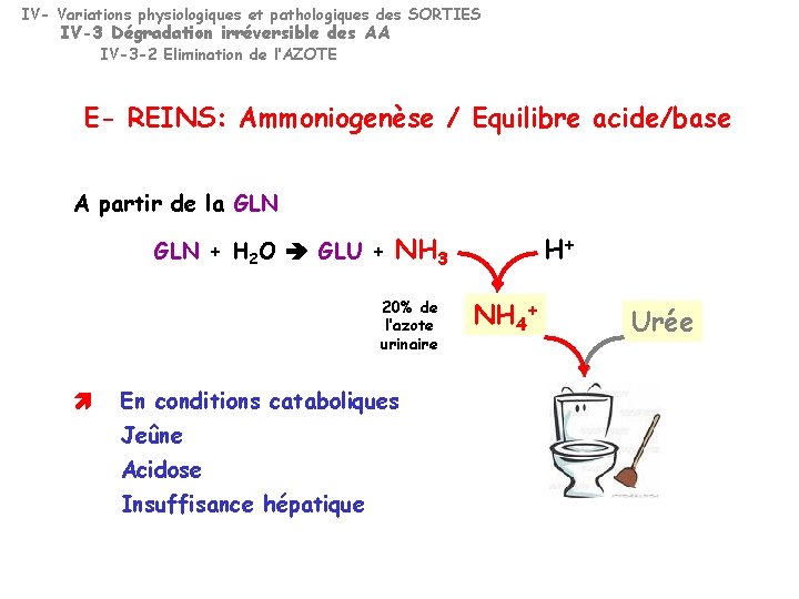 IV- Variations physiologiques et pathologiques des SORTIES IV-3 Dégradation irréversible des AA IV-3 -2