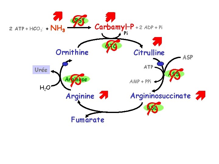  2 ATP + HCO 3 + - NH 3 CPSI Carbamyl–P + 2