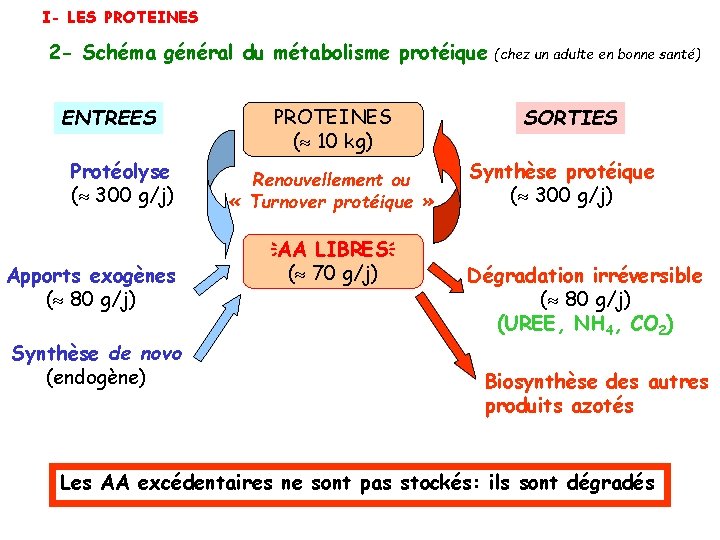 I- LES PROTEINES 2 - Schéma général du métabolisme protéique ENTREES Protéolyse ( 300