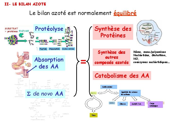 II- LE BILAN AZOTE Le bilan azoté est normalement équilibré Protéolyse Absorption des AA